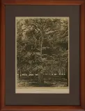 Antoni Kamieński, Olbrzym białowieski, litografia barwna, papier