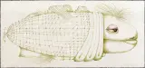 Barbara Gawdzik-Brzozowska, TYTUS, 1987, tusze barwne, papier krem. żeberk.