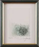 Leszek Rózga, Trawka, 1977, akwaforta barwna, papier
