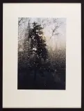 Drzewo by Małgorzata Macharska, 2004, fotografia barwna, offered Nov 2005