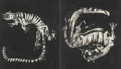 Roman Opałka, Tygrys (ilustracja), ok. 1965, gwasz, papier
