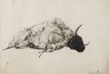 Barbara Jonscher, Leżący byk, tusz pióro, drapanie, karton kremowy