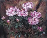 Stanisław Ejsmond, RÓŻOWY RODODENDRON, ok. 1925, olej, płótno naklejone na sklejkę