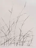 Andrzej Pietsch, Trawy, 1986, odprysk, papier kremowy z filigranem