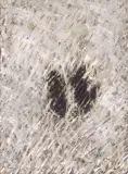 Aleksander Roszkowski, Drugi brzeg Styksu, 1985, olej, płótno