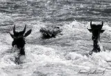 Tomasz Gudzowaty, Gazele i krokodyl, 1999, fotografia