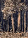 Leon Wyczółkowski, Las