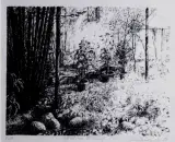 Iwo Zaniewski, Ogród na Pilickiej, 1982, litografia, papier