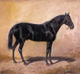 Józef Brandt, Studium karego konia