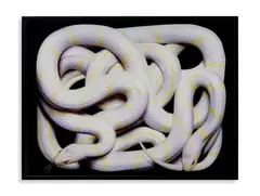 Guido Mocafico, LAMPROPELTIS GETULA CALIFORNIAE, photograph