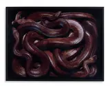 Guido Mocafico, EPICRATES CENCHRIA MAURUS, photograph
