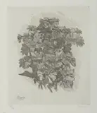 Giorgio Morandi, GRUPPO DI ZINNIE, print (other)