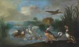 Giorgio Duranti, Attribuito a. Paesaggio lacustre con volatili