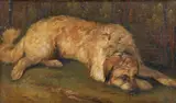 Faustino Joli, Attribuito a. Cane a riposo