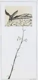 Franco Angeli, AQUILA, (1970- 1980)