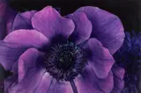 Nobuyoshi Araki, FLOWER RONDEAU, (1990)
