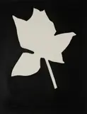 Yannis Kounellis, SENZA TITOLO (FIORE BIANCO), print (other)