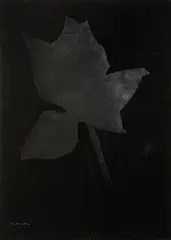 Yannis Kounellis, SENZA TITOLO (FIORE NERO), print (other)