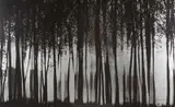 Franco Fontana, Senza titolo, photograph