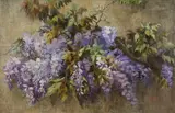 Aurora Gilardelli, Glicine in fiore