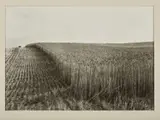 George Tatge, Umbria, photograph