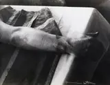 Hermann Nitsch, Aktion n.50, photograph