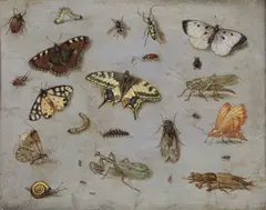 Jan van Kessel, Attribuito a. Studio di insetti