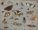 Jan van Kessel, Attribuito a. Studio di insetti