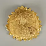 Bruno Cassinari, Girasole