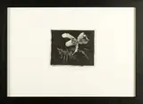 Lino Bianchi Barriviera, L'orchidea della notte di S. Stefano, print (other)