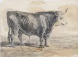 Pittore Del Xix Secolo, Toro