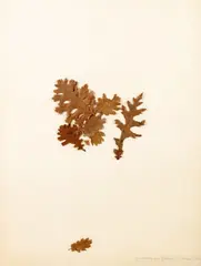Je ne vaux pas by Christian Tobas, sold Dec 2018