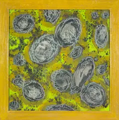 Kikko, Cellule Saratoga