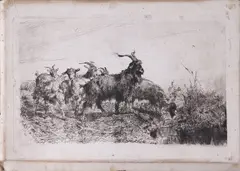 Filippo Palizzi, Caprette, print (other)