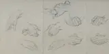 Norman Lindsay, Studies of Hands