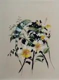 Blake Twigden, Iguanas and Hibiscus, 1977, Ink & Gouache