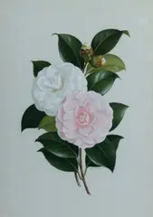 Camellias by Paul Jones, 1951, Gouache, sold Jul 2023