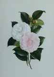 Paul Jones, Camellias