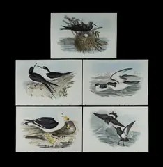 (5) by John Gould, sold Jul 2023