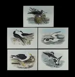John Gould, (5)