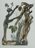 The Forest of Suicides, Inferno Canto 13, The Divine Comedy by Salvador Dalí, 1960, Woodcut in Colours, sold Jul 2023