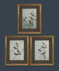 (3) by Neville William Cayley, Rose Robins, & Pink Robins [plate ii]; 'Crimson Chats, & White-fronted Chats [plate vii]'; & 'Little Yellow Robin, North, sold May 2023
