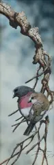 Paul Margocsy, Australian Rose Robins, W/Clr & Gouache