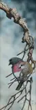 Paul Margocsy, Australian Rose Robins, W/Clr & Gouache