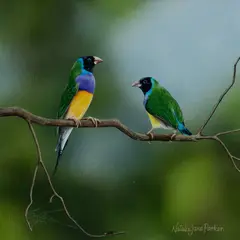 Natalie Jane Parker, Gouldian Finches, Acrylic
