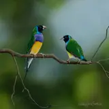 Natalie Jane Parker, Gouldian Finches, Acrylic