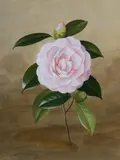 Paul Jones, Camellia, Gouache