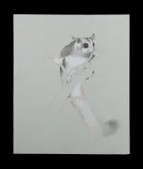 Joseph Zbukvic, Sugar Glider, 1980, Pastel & Pencil