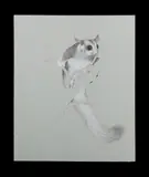 Joseph Zbukvic, Sugar Glider, 1980, Pastel & Pencil