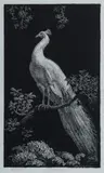 Lionel Lindsay, The White Peacock